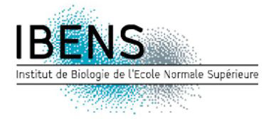 logo ibens